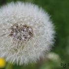 *Dandelion*