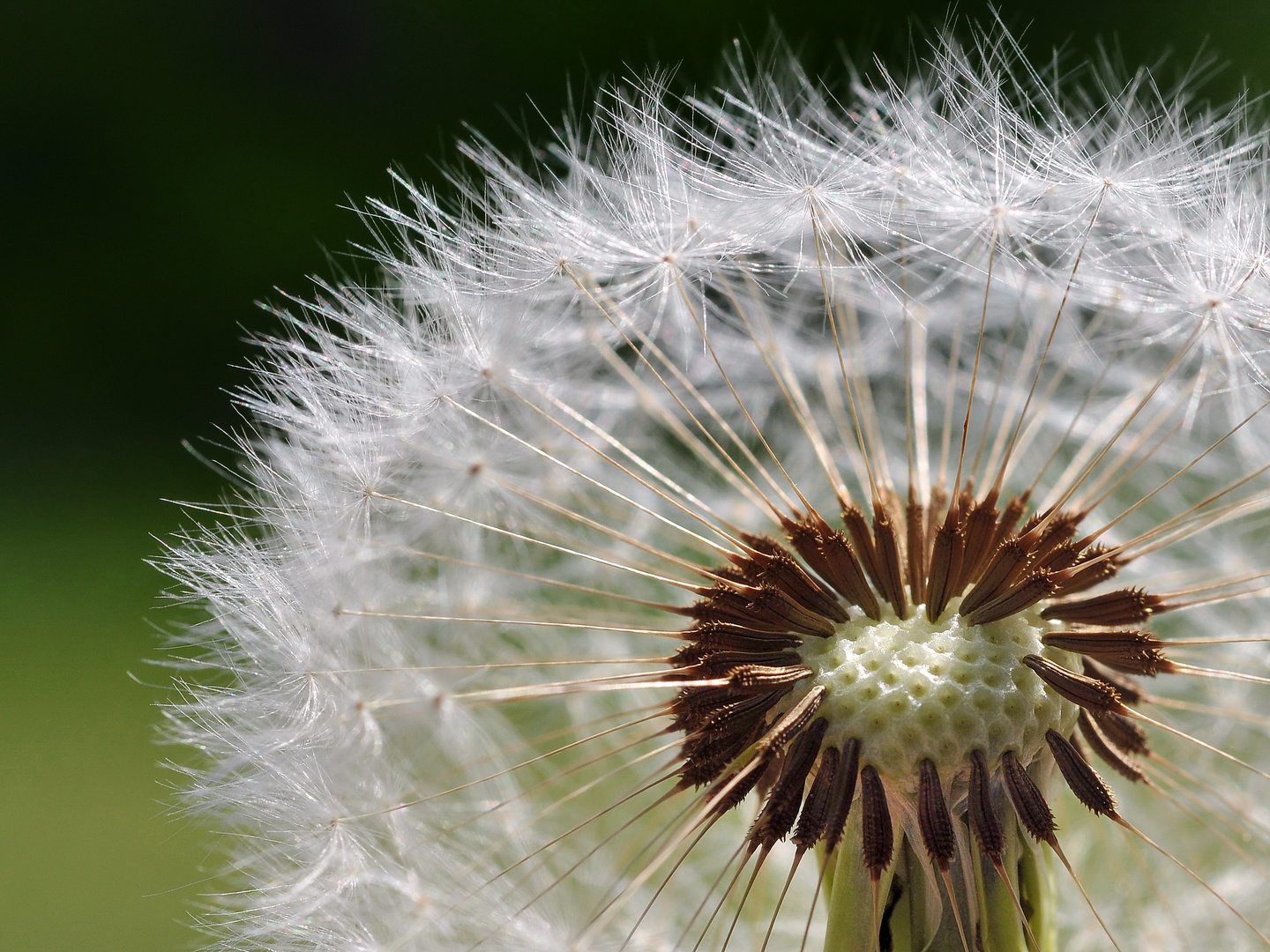 dandelion