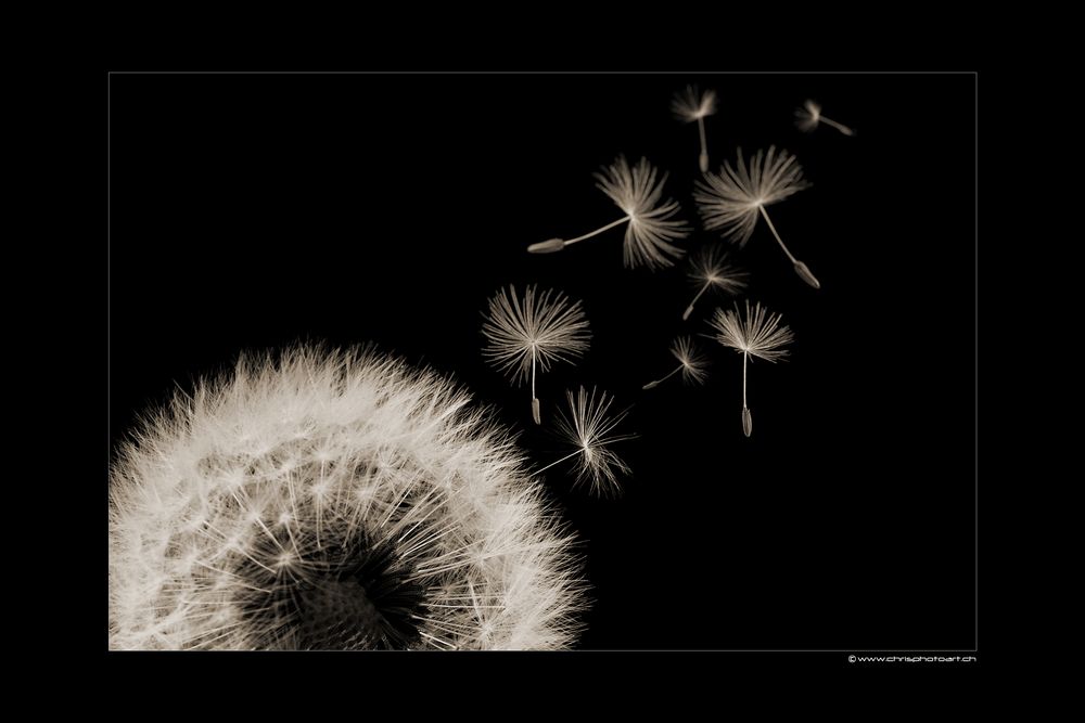 Dandelion