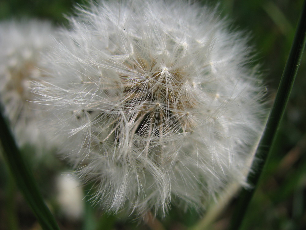 dandelion