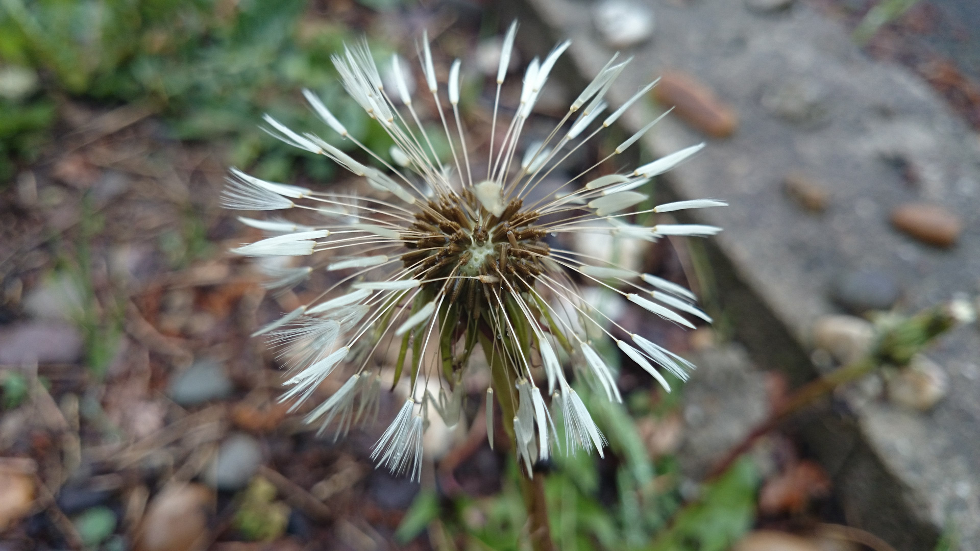 Dandelion