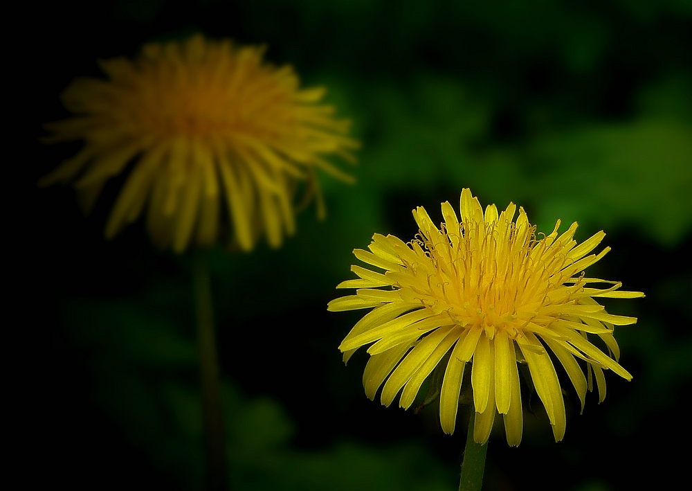 Dandelion