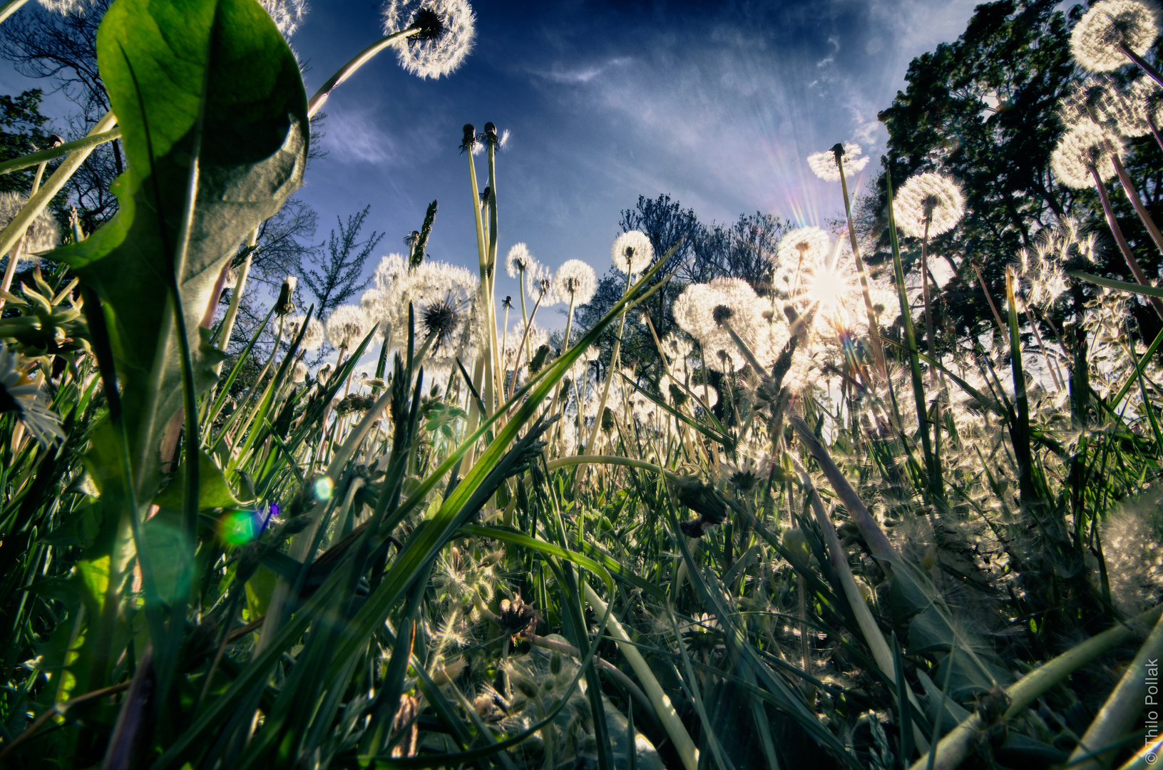 dandelion