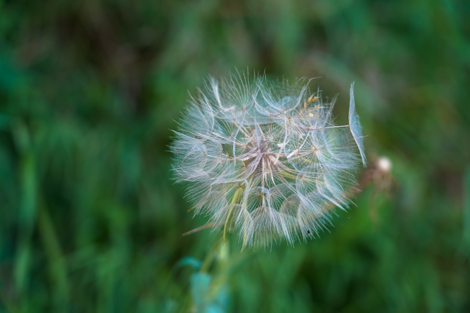 ..dandelion..