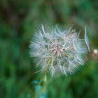 ..dandelion..