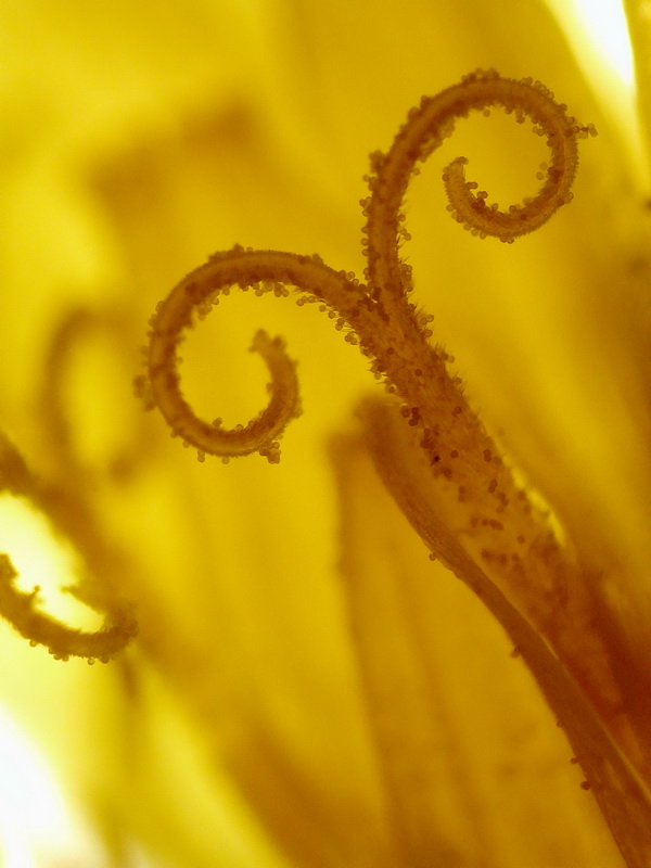 Dandelion flower