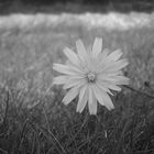 Dandelion flower.