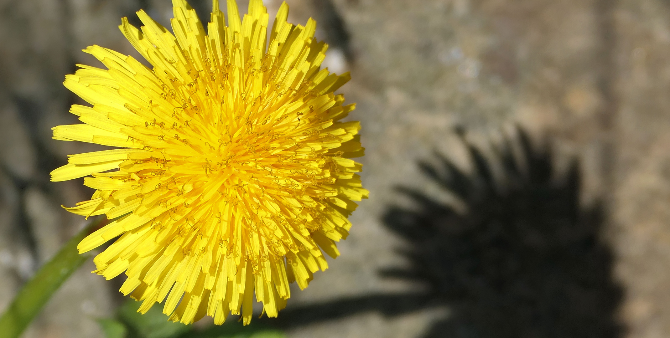 Dandelion flower in bright sunlight