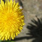 Dandelion flower in bright sunlight