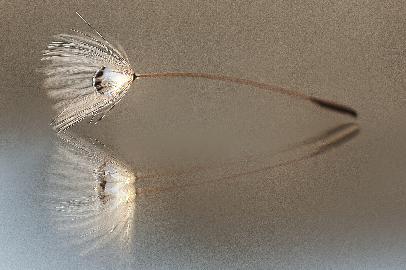 dandelion fluff on sunny evening