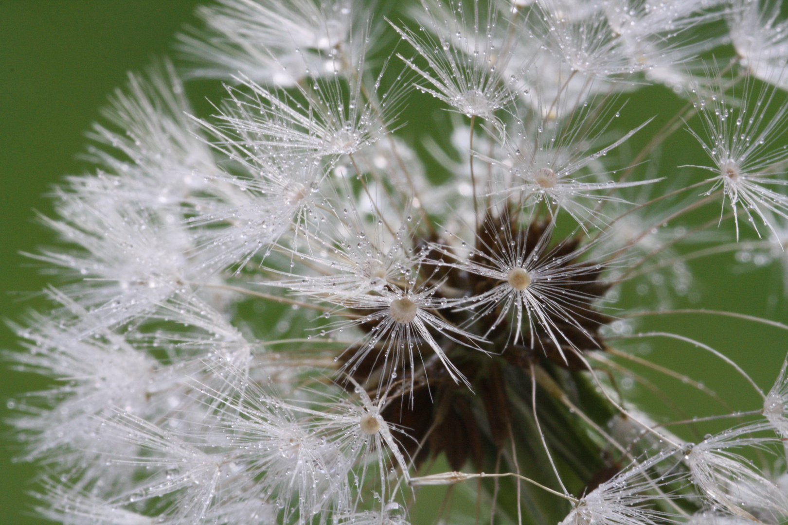 Dandelion Head in dew.