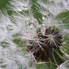 Dandelion Head in dew.