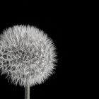 [ dandelion ] I_bw