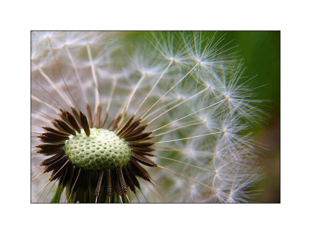 Dandelion [II]