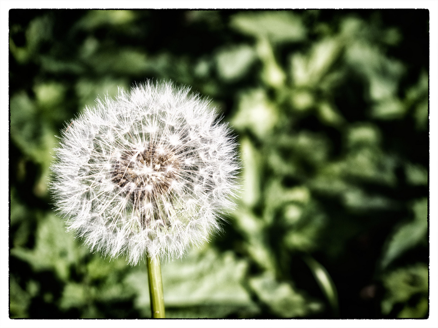 Dandelion II