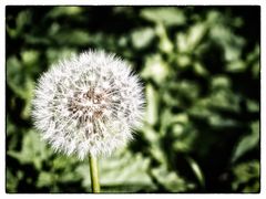 Dandelion II