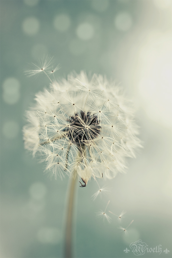 dandelion II