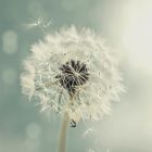 dandelion II