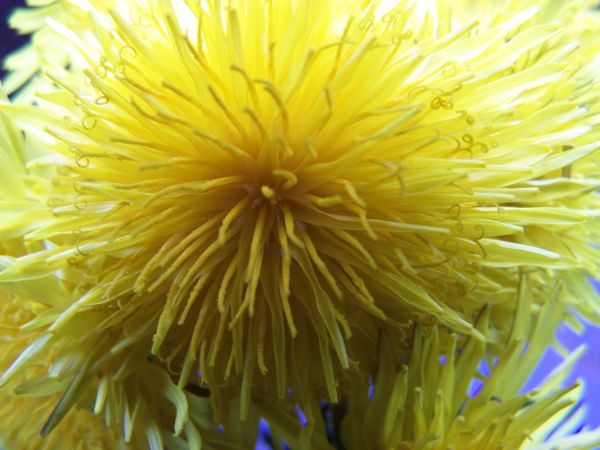 Dandelion im Sonnenlicht