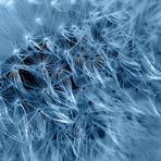 Dandelion in blue