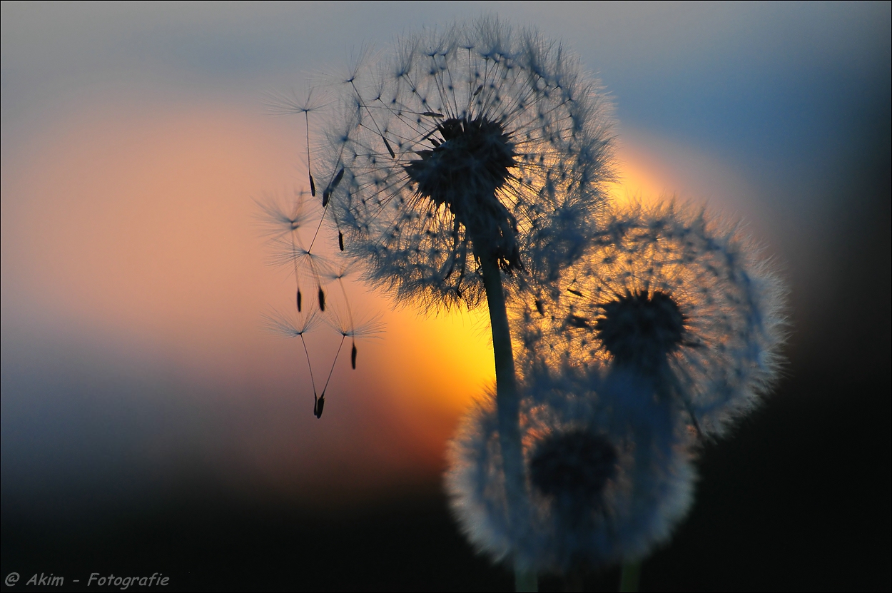 dandelion in sundown