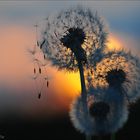 dandelion in sundown