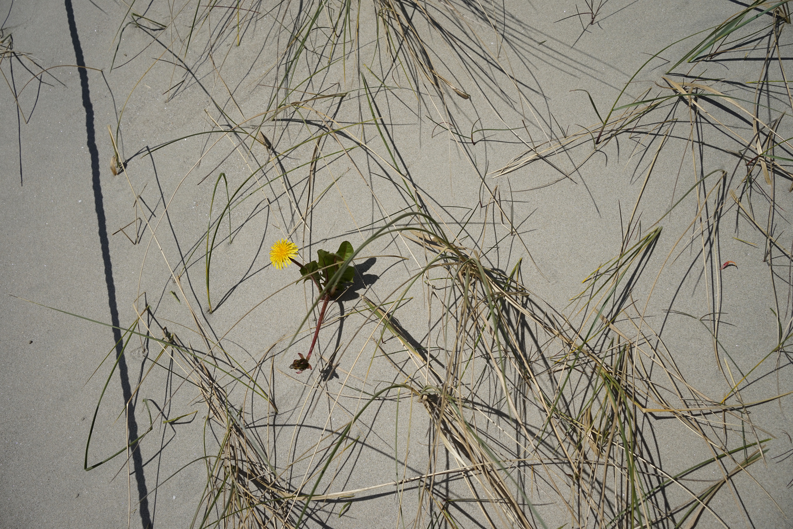 Dandelion in the sand, Sola Beach, Stavanger