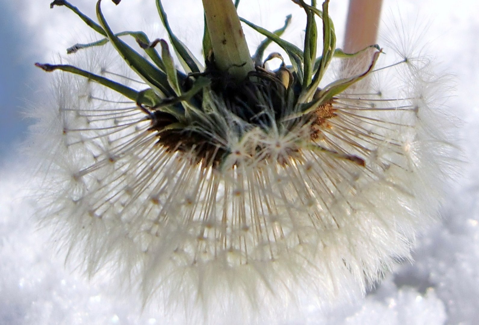 Dandelion in the snow.