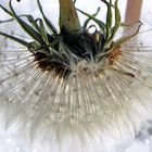 Dandelion in the snow.