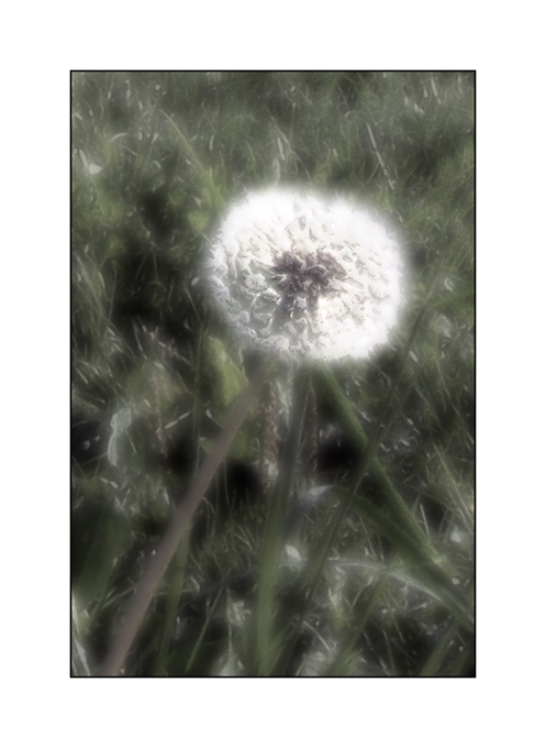 Dandelion In The Sparkling Morning Bloom