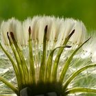 Dandelion Macro