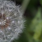 Dandelion, make a wish