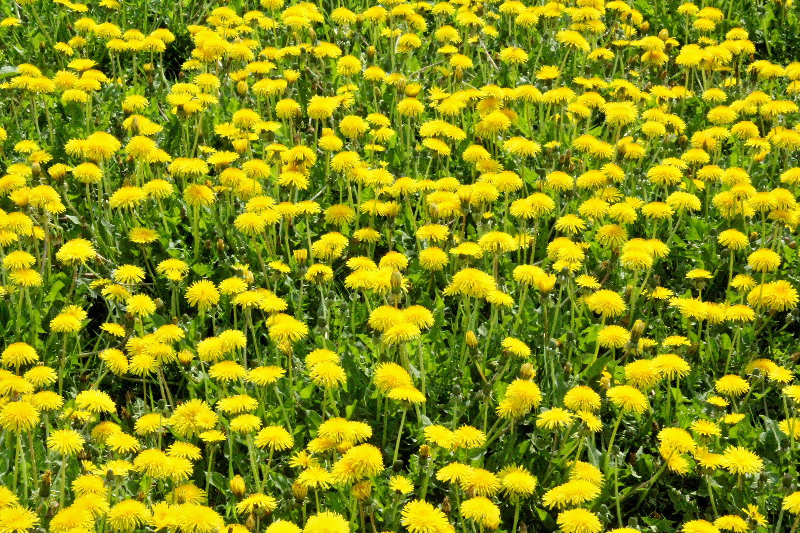 Dandelion meadow