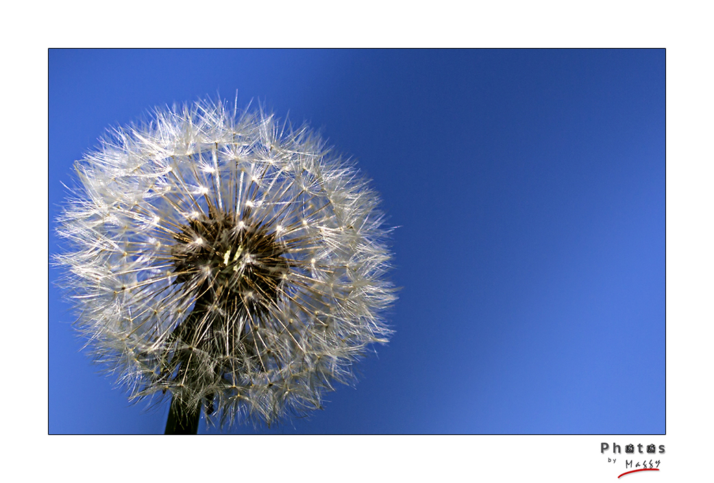 Dandelion meets Sky