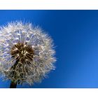 Dandelion meets Sky