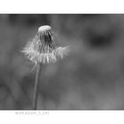 Dandelion One 7