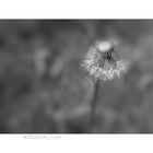 Dandelion One 8