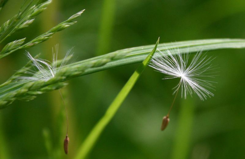 Dandelion original