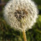 Dandelion Puff