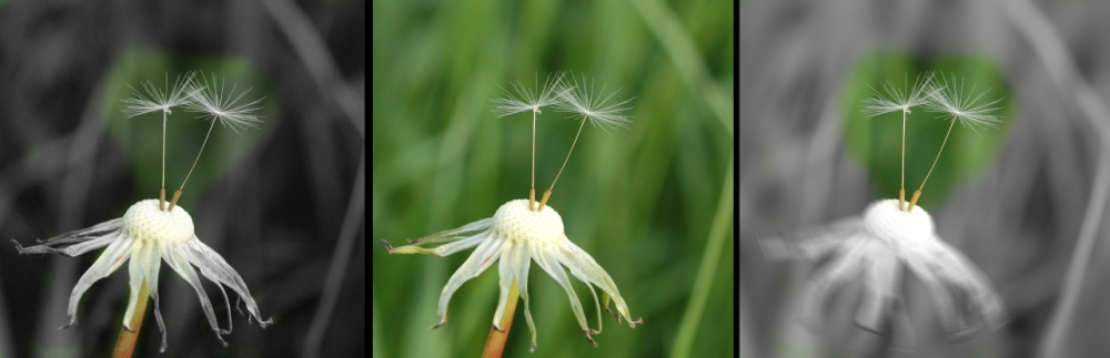 Dandelion Romance 2