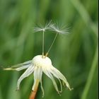 Dandelion Romance 2