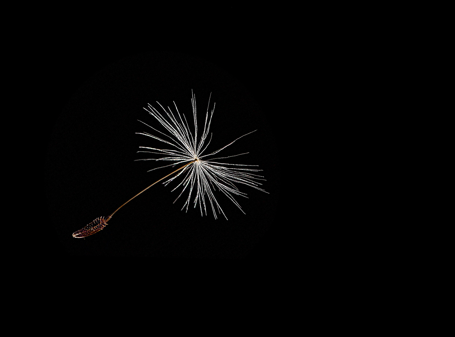 [ dandelion seed ]