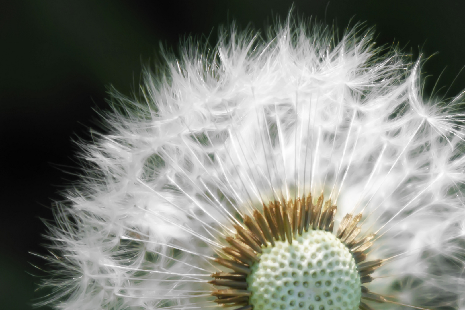 dandelion seed