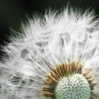 dandelion seed