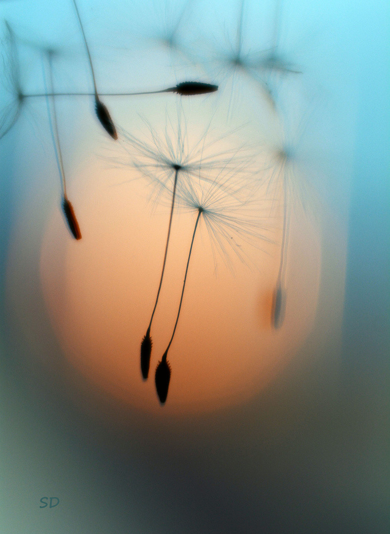 Dandelion seeds