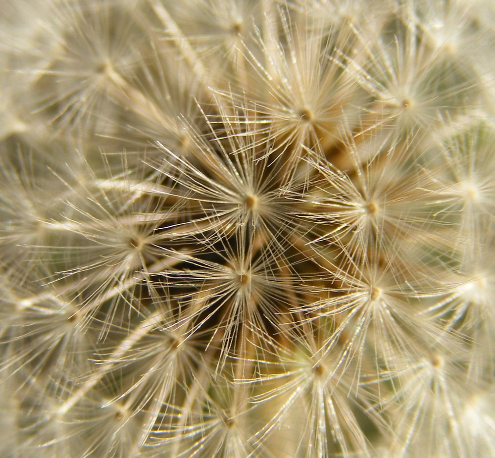 Dandelion Seeds