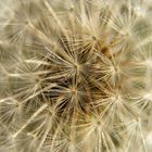 Dandelion Seeds