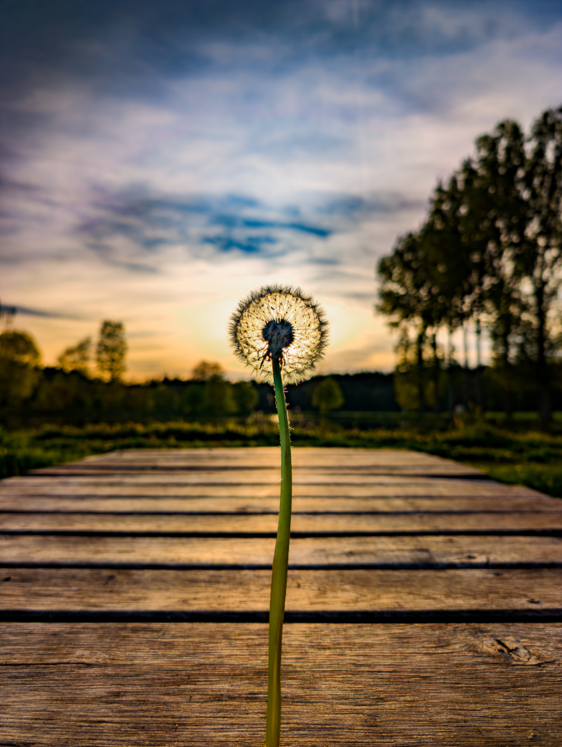 Dandelion Sunset