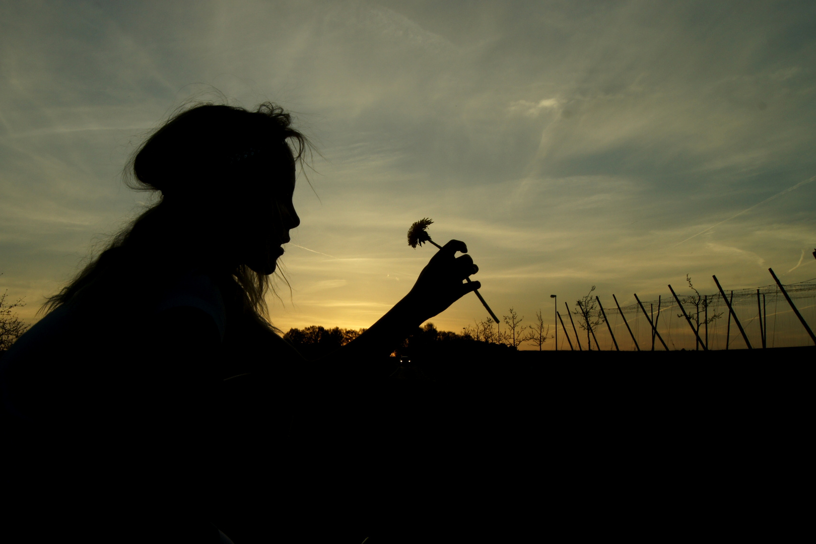 dandelion sunset