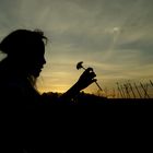 dandelion sunset